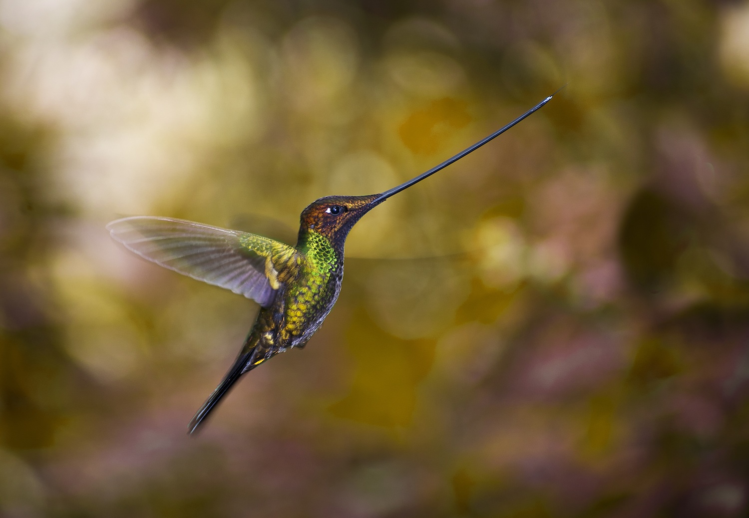 Sword-billed_hummingbird_-Guango2.jpg
