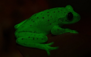 The polka-dot tree frog