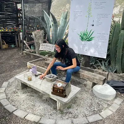 Agave Plant Ecuador