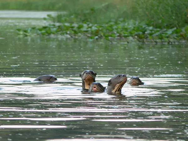 Ecuador amazon fauna