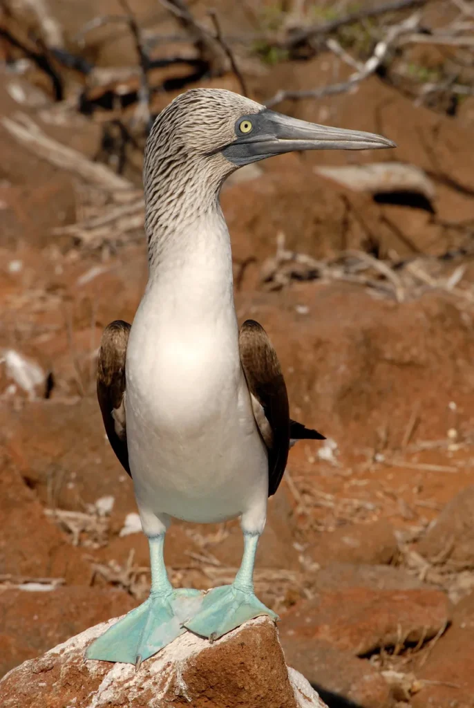 Beluga Galapagos Yacht Activities