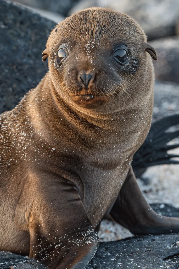 Beluga Galapagos Yacht Activities