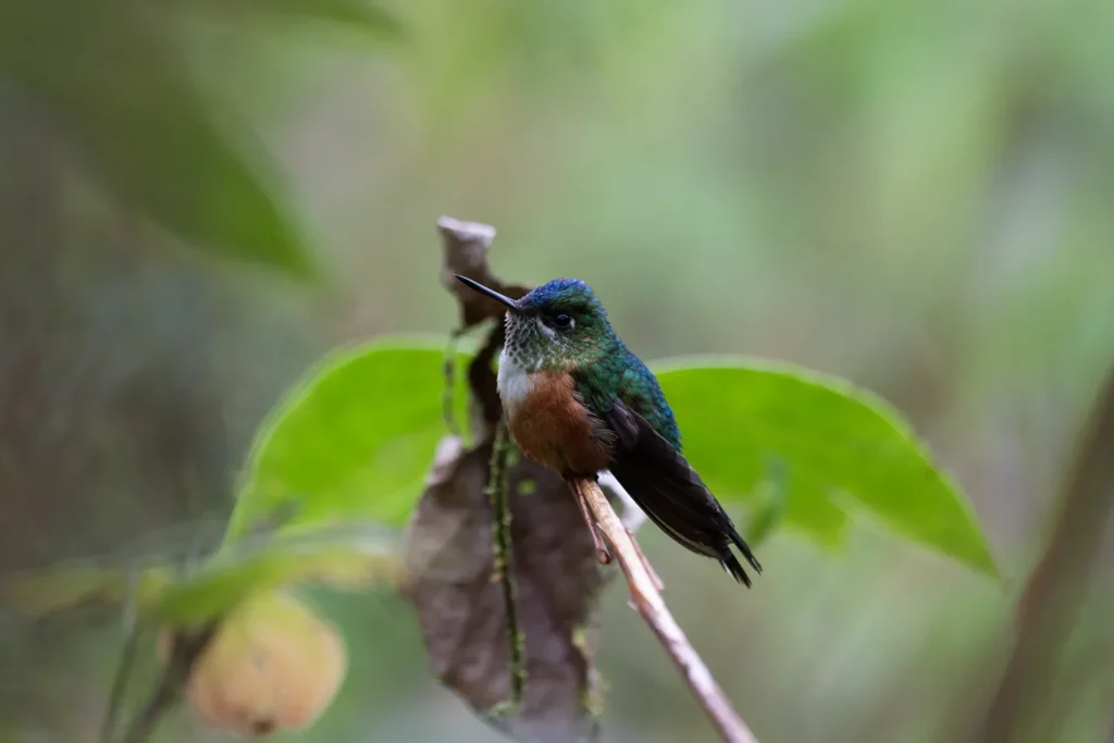 Birding East West Slopes Andes Ecuador