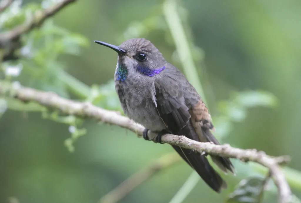 Birding East West Slopes Andes Ecuador