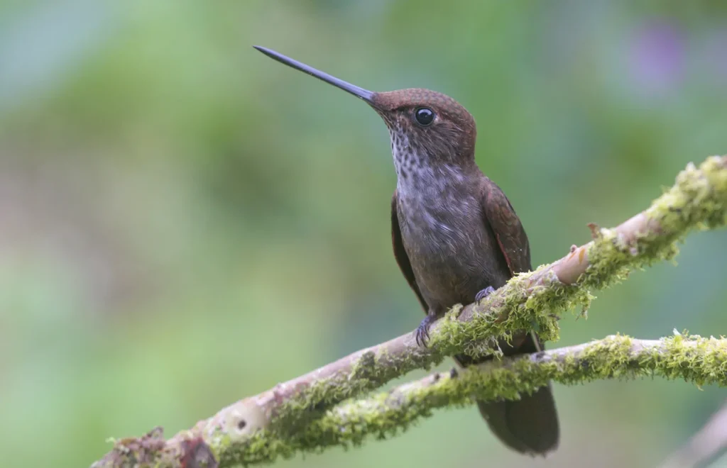 Birding East West Slopes Andes Ecuador