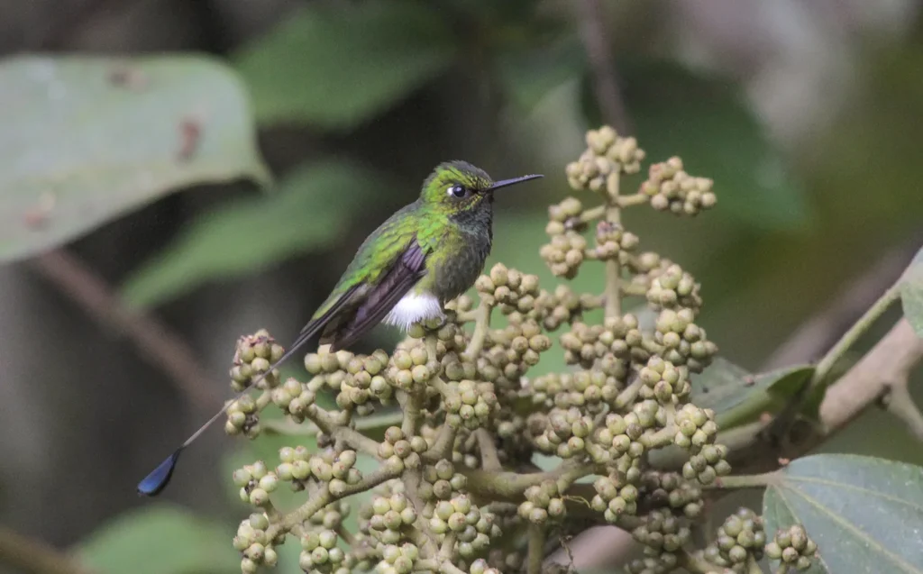 Birding East West Slopes Andes Ecuador