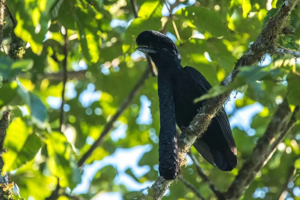 Birding East West Slopes Andes Ecuador