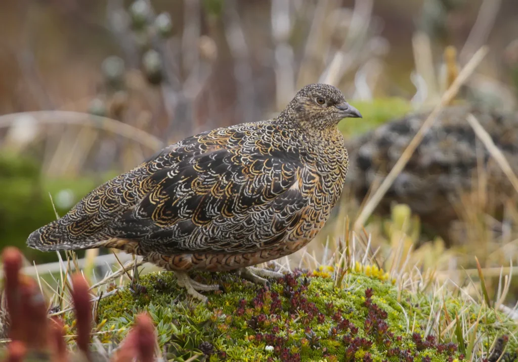 Birding East West Slopes Andes Ecuador