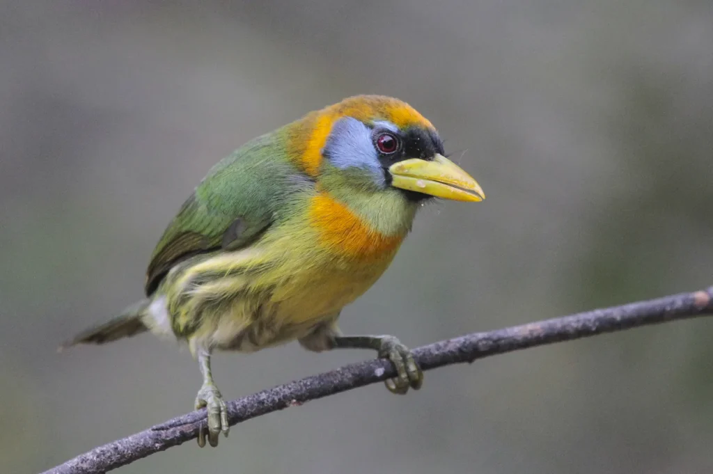 Birding East West Slopes Andes Ecuador