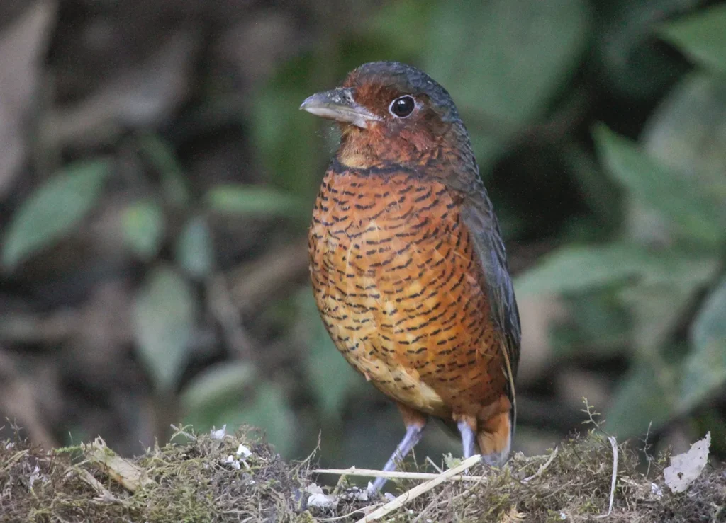 Birding East West Slopes Andes Ecuador