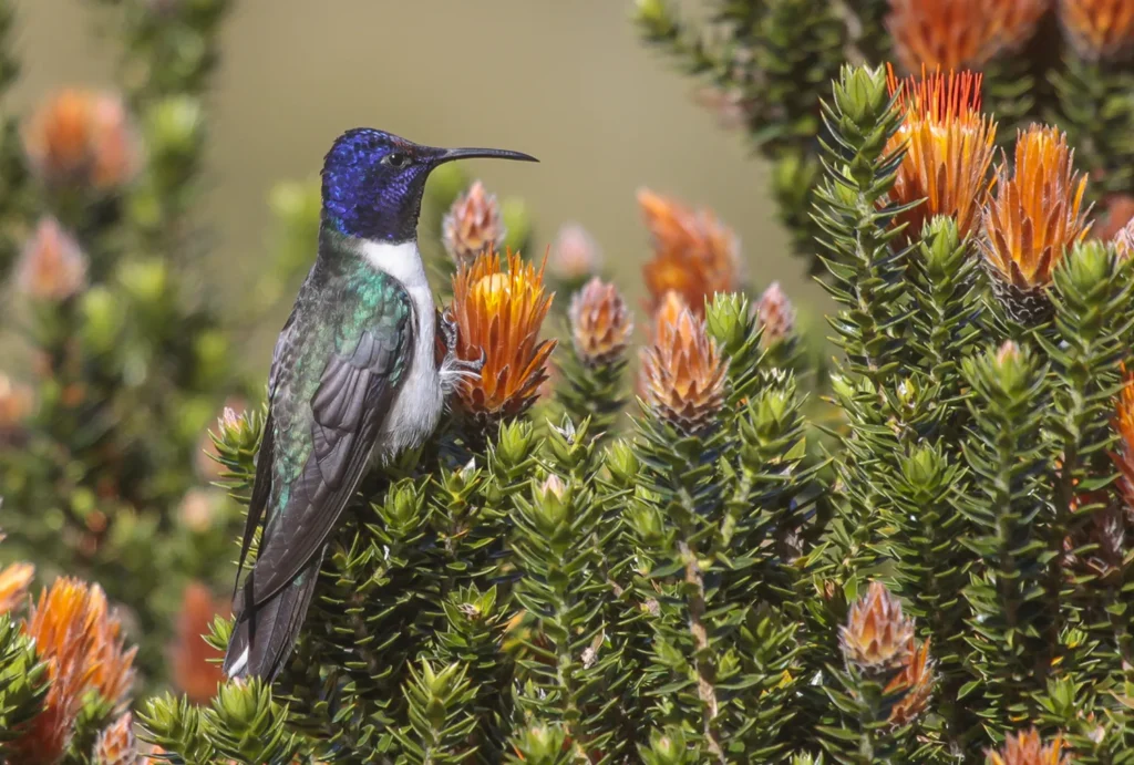 Birding East West Slopes Andes Ecuador