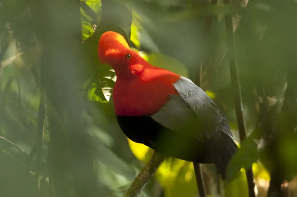 Birding East West Slopes Andes Ecuador