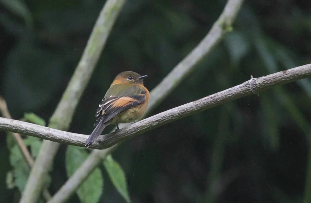 Birding East West Slopes Andes Ecuador