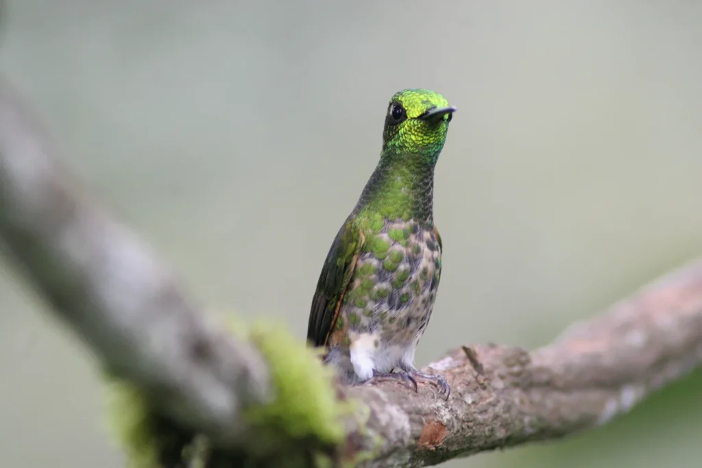 Birding East West Slopes Andes Ecuador