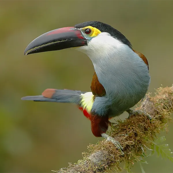 Birding East West Slopes Andes Ecuador Day 10