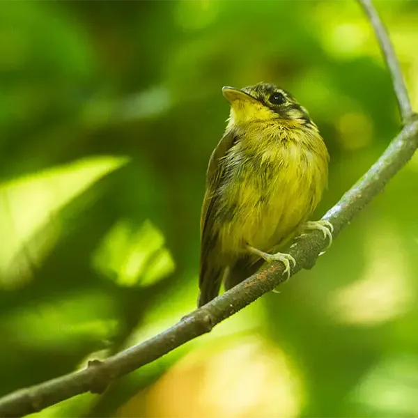 Birding East West Slopes Andes Ecuador Day 11