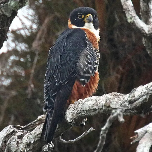 Birding East West Slopes Andes Ecuador Day 13