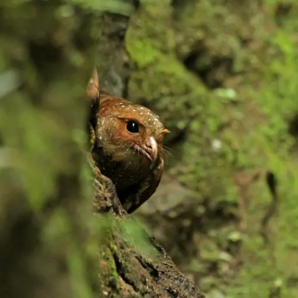 Birding East West Slopes Andes Ecuador Day 3