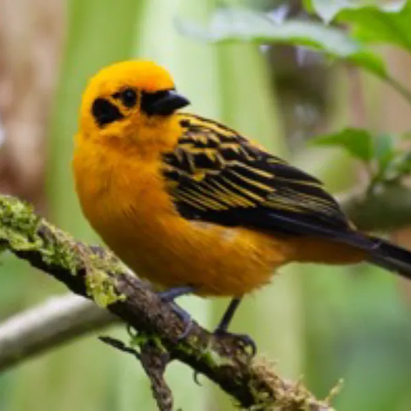 Birding East West Slopes Andes Ecuador Day 4