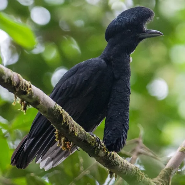Birding East West Slopes Andes Ecuador Day 5