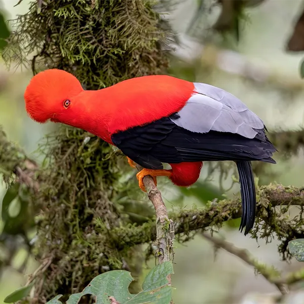 Birding East West Slopes Andes Ecuador Day 6