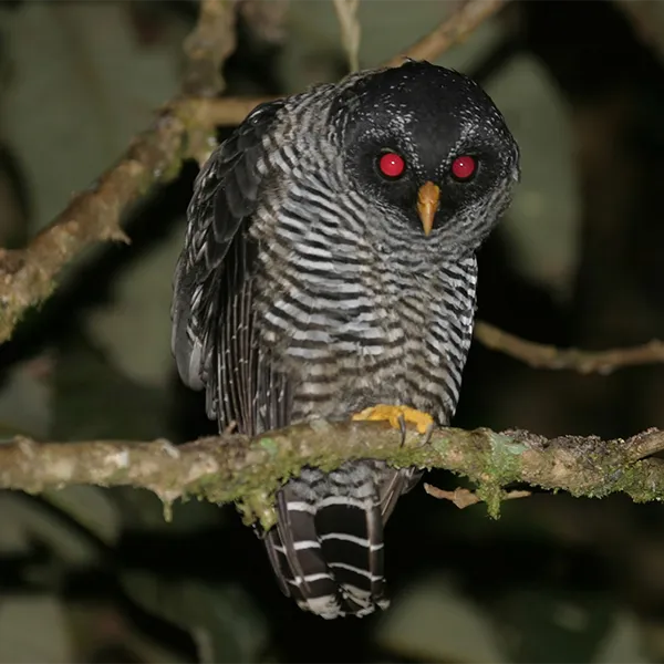 Birding East West Slopes Andes Ecuador Day 8