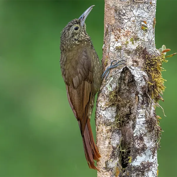 Birding East West Slopes Andes Ecuador Day 9