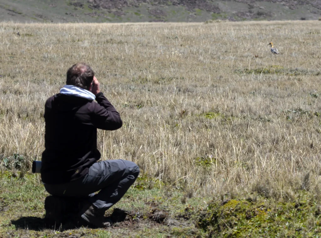 Black-faced Ibis