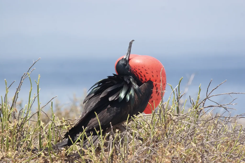 Birding Galapagos Island Hopping Ecuador