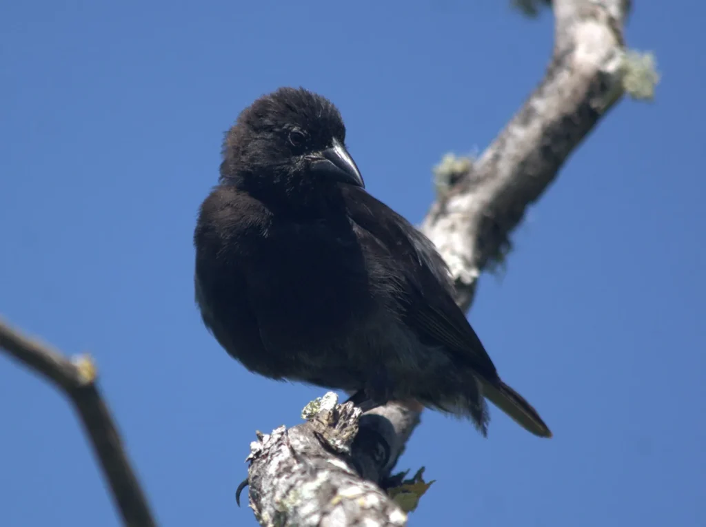 Birding Galapagos Island Hopping Ecuador