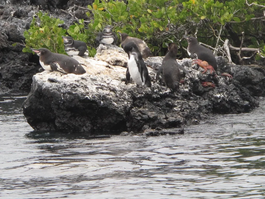 Birding Galapagos Island Hopping Ecuador