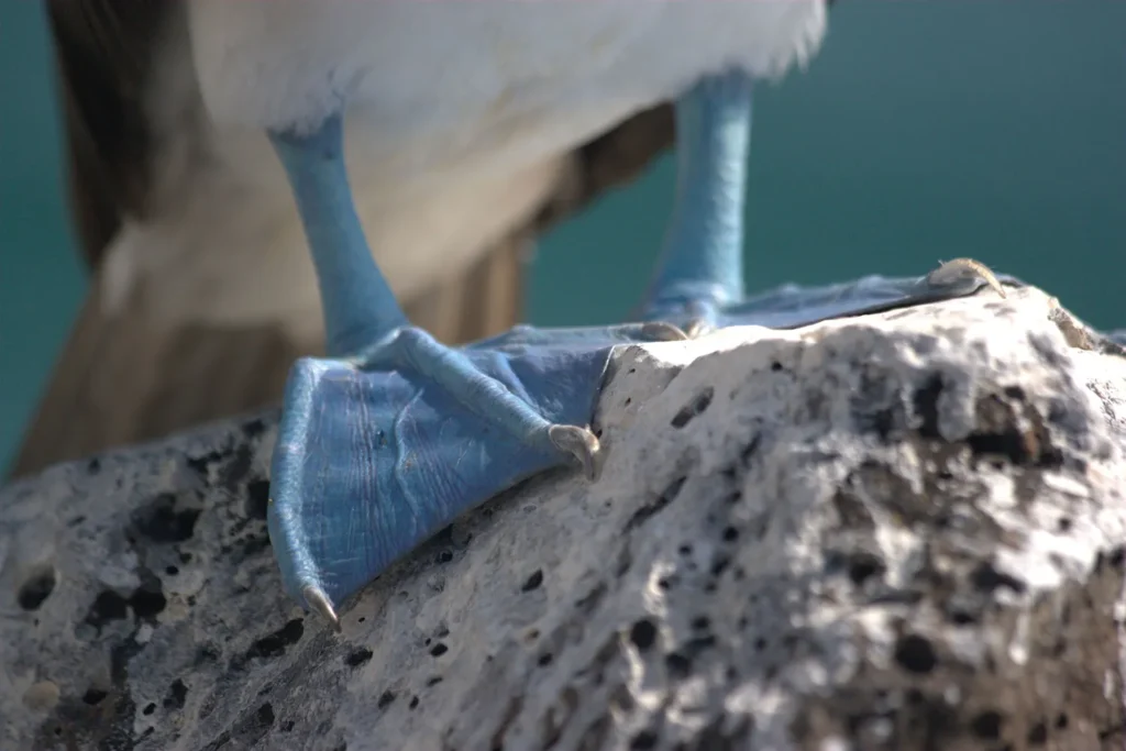 Birding Galapagos Island Hopping Ecuador