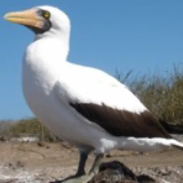 Birding Galapagos Island Hopping Day 3