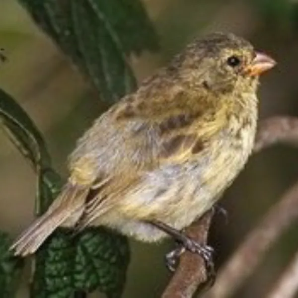 Birding Galapagos Island Hopping Day 4