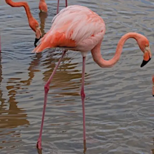 Birding Galapagos Island Hopping Day 5