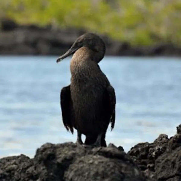 Birding Galapagos Island Hopping Day 6