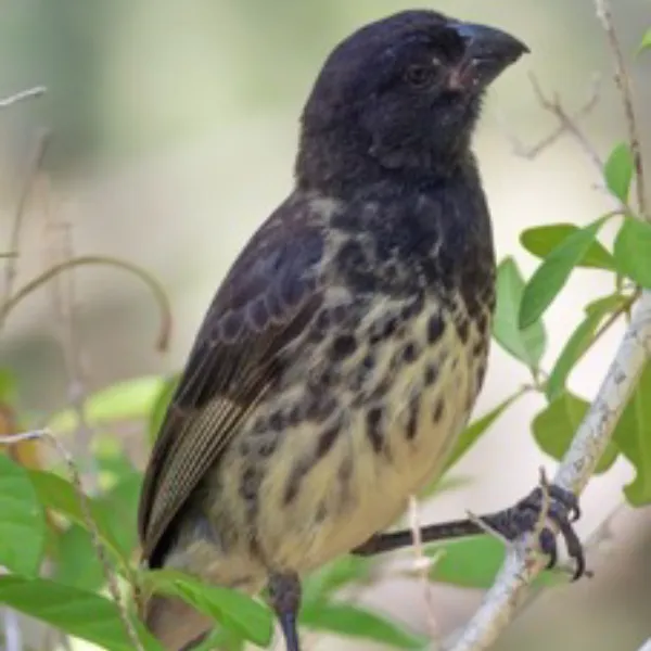 Birding Galapagos Island Hopping Day 7