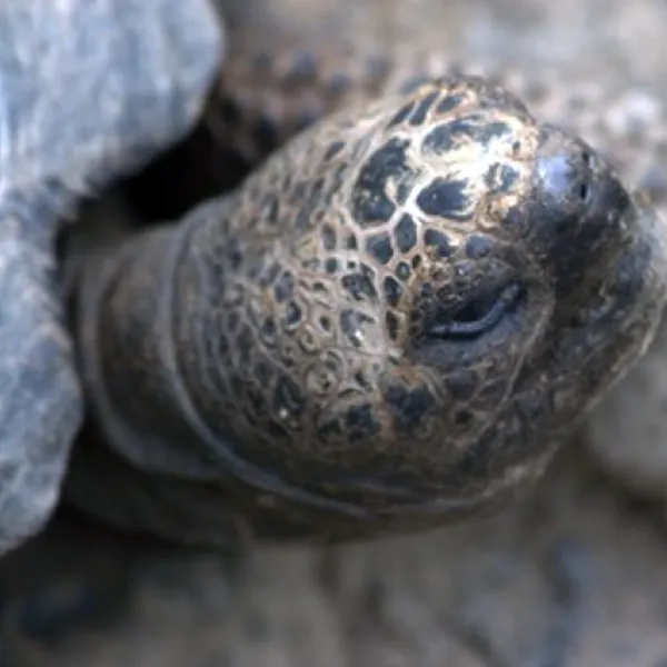 Birding Galapagos Island Hopping Day 8