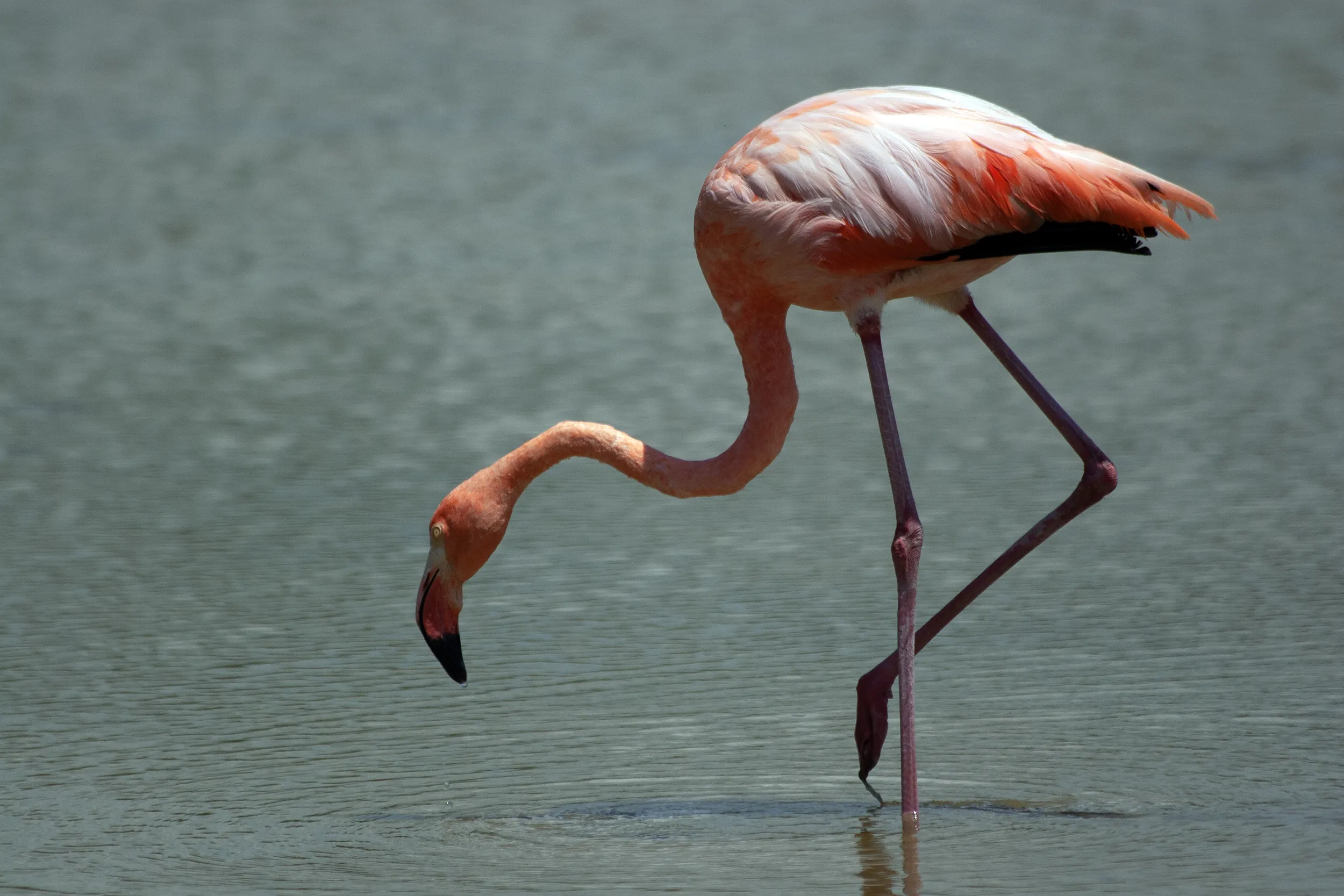 Galapagos flamingo