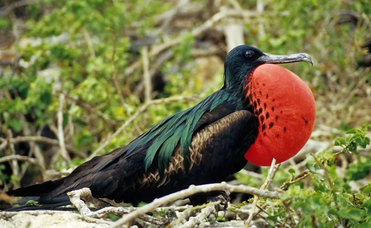 Calipso Galapagos Yacht Activities