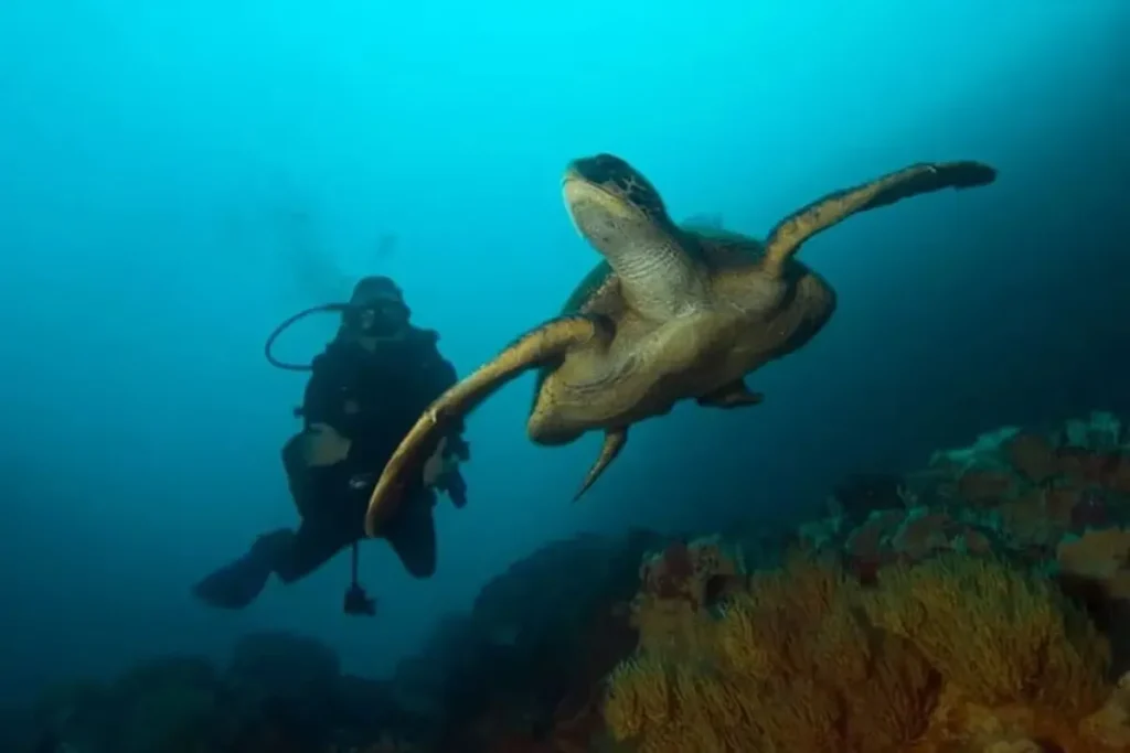 Calipso Galapagos Yacht Activities