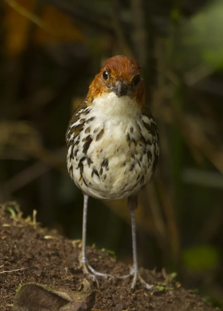 Chestnut Crowned Antpitta Bird Ecuador