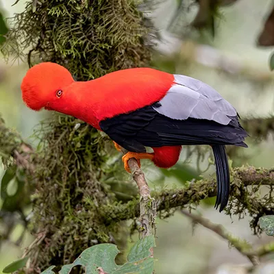 Cock of the Rock Bird Ecuador