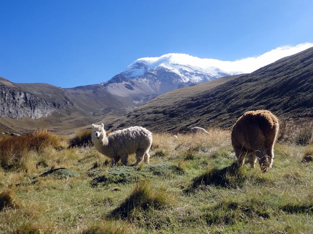 Chimborazo Volcano Llamas Andes Ecuador