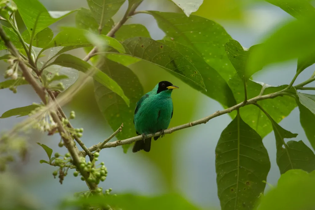 Ecuador Southern Endemics Birding Tour