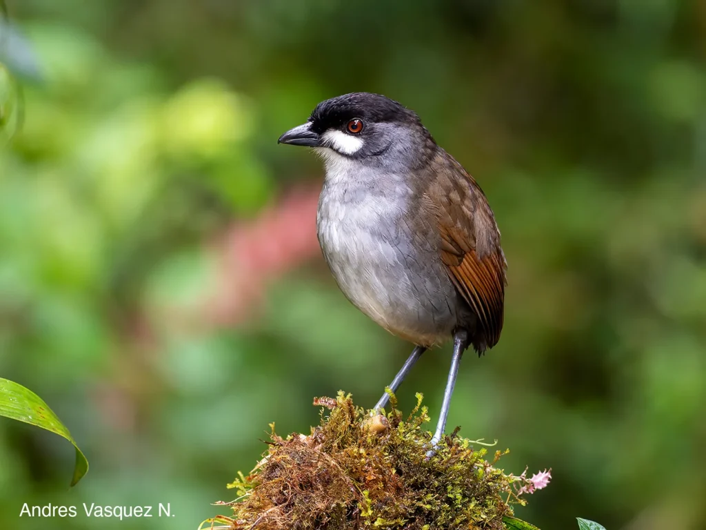 Ecuador Southern Endemics Birding Tour