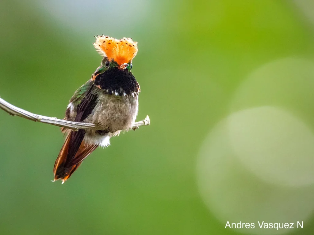 Ecuador Southern Endemics Birding Tour