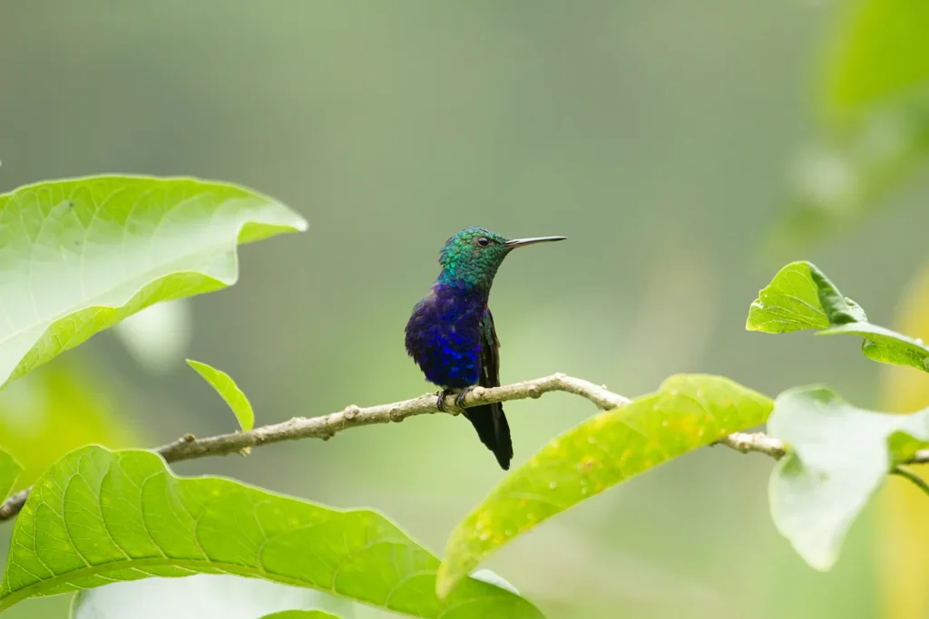 Ecuador Southern Endemics Birding Tour