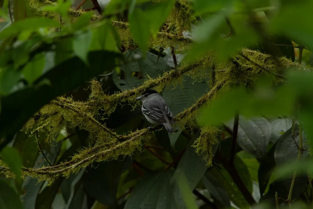Ecuador Southern Endemics Birding Tour