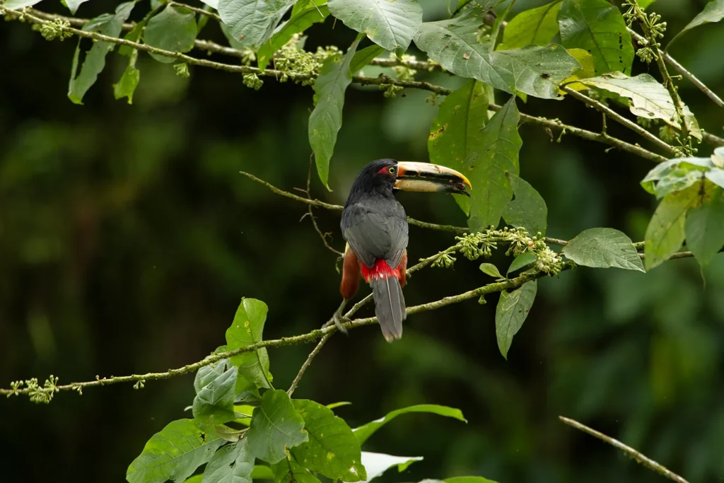 Ecuador Southern Endemics Birding Tour